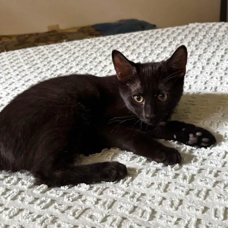 A baby small-sized male Black Domestic Short Hair cat named Lucky for adoption in Evansville, IN