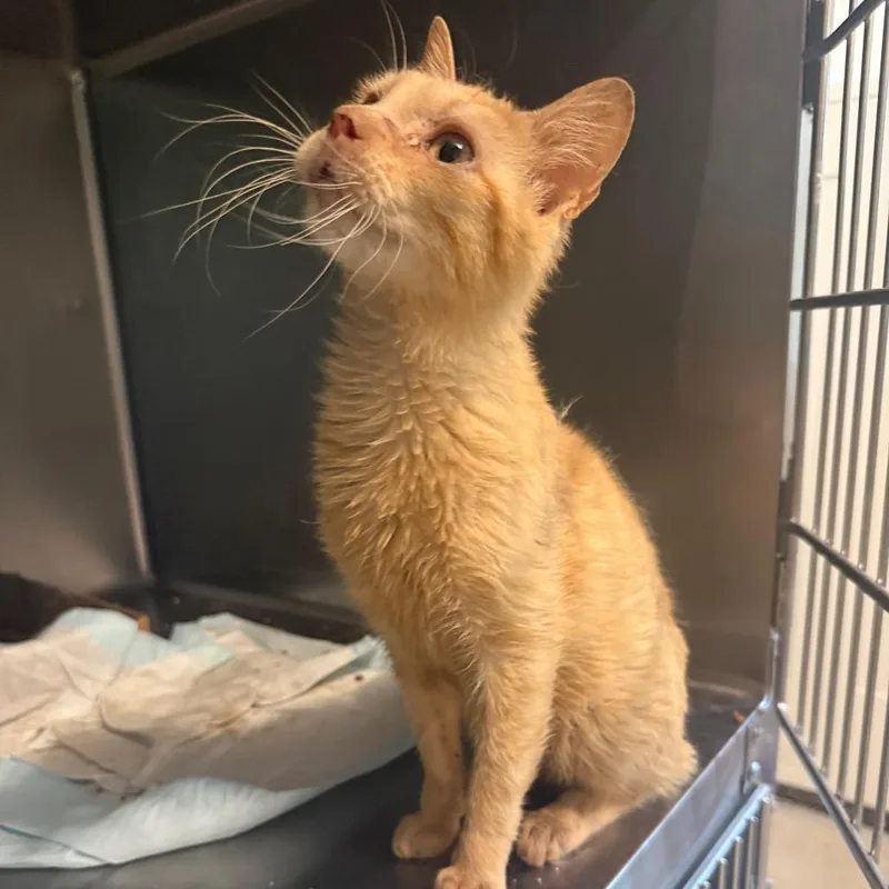 An adult small-sized male Buff / Tan / Fawn Domestic Short Hair cat named Mozzarella for adoption in Garfield, AR