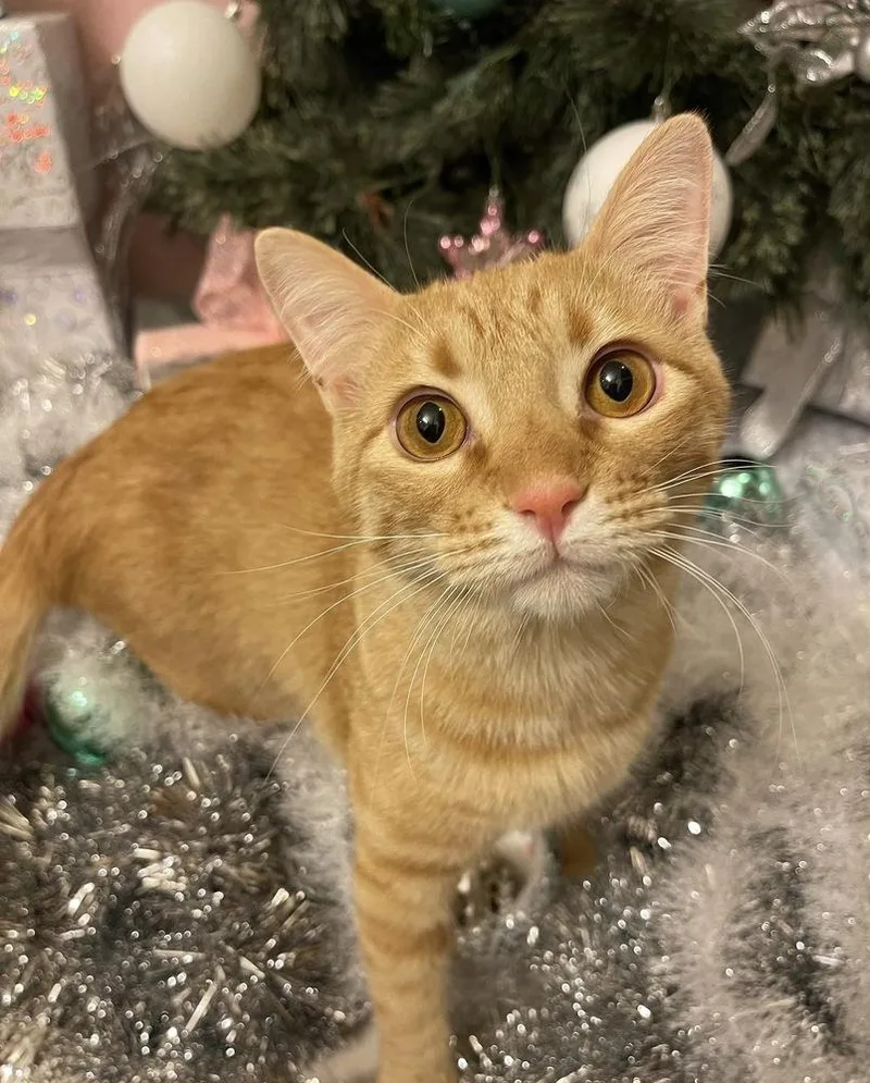 An adult large-sized female Domestic Short Hair cat named Angel Flame for adoption in Dallas, TX