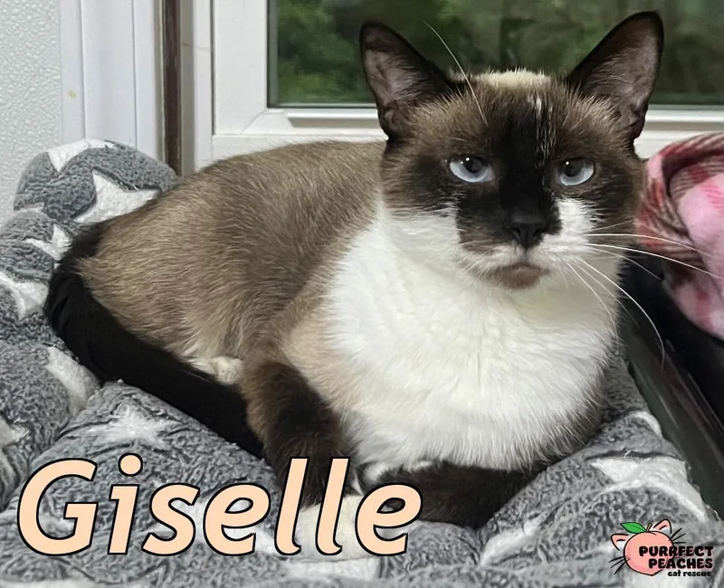 Giselle