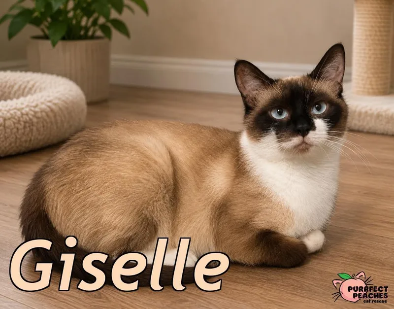 Giselle thumbnail 2