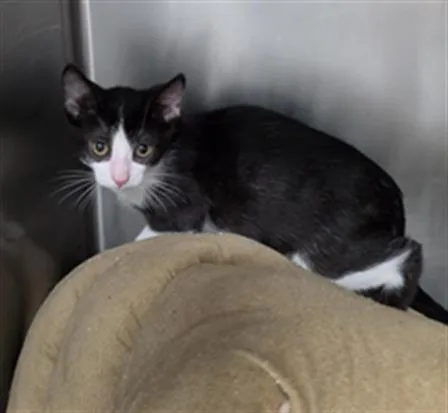 A baby small-sized female Domestic Short Hair cat named El Tigre for adoption in Fort Walton Beach, FL