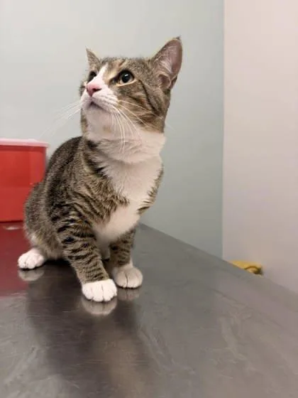 A young large-sized male Brown / Chocolate Domestic Short Hair cat named Lucas for adoption in Annapolis, MD