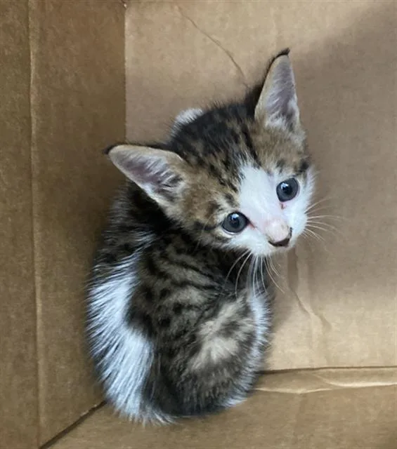A baby medium-sized male Domestic Short Hair cat named Blue Beetle for adoption in Dallas, TX