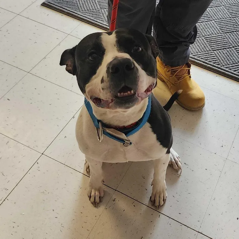 An adult medium-sized male Black Mixed Breed dog named Savage for adoption in Davenport, IA