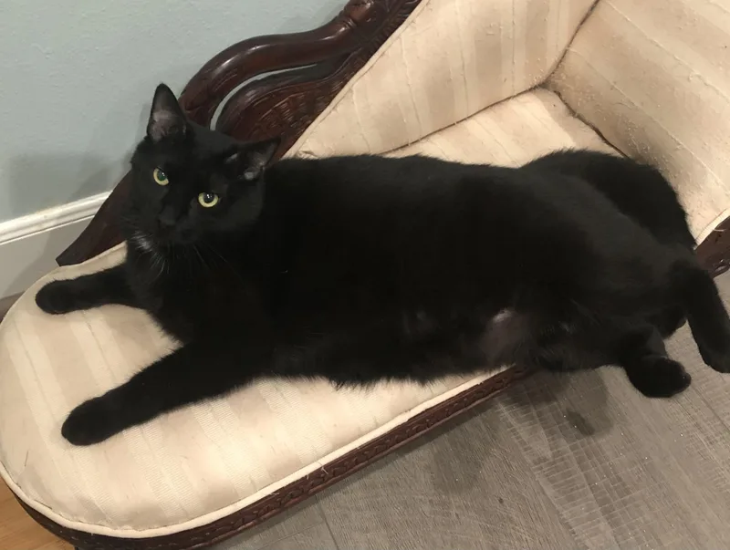 Coe  Portofino Petsmart