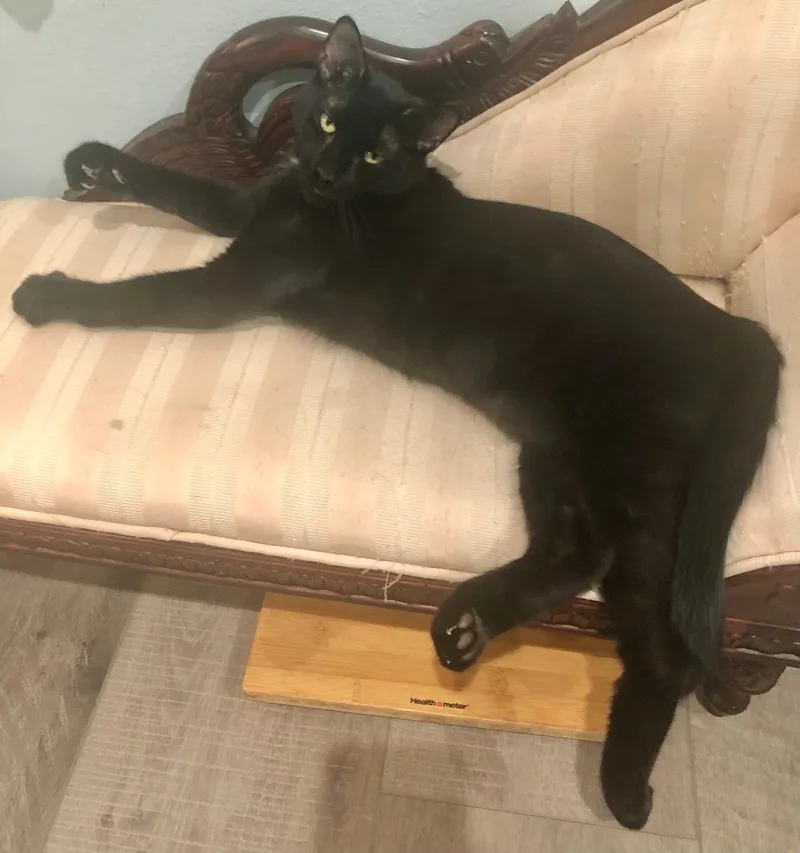 Coe  Portofino Petsmart thumbnail 2