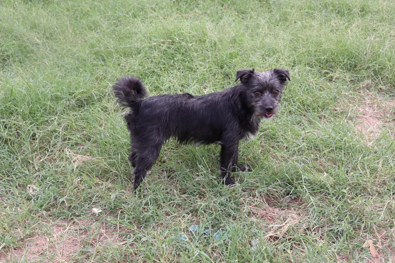 A young small-sized male Terrier dog named Castle for adoption in San Antonio, TX