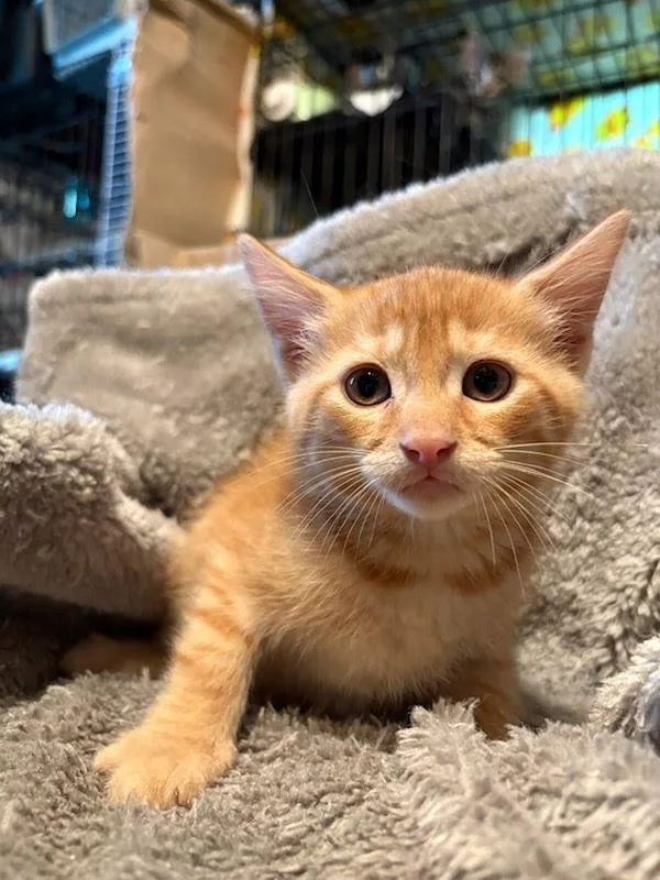 A baby medium-sized male Domestic Short Hair cat named Ilia Malinin for adoption in Parkville, MD