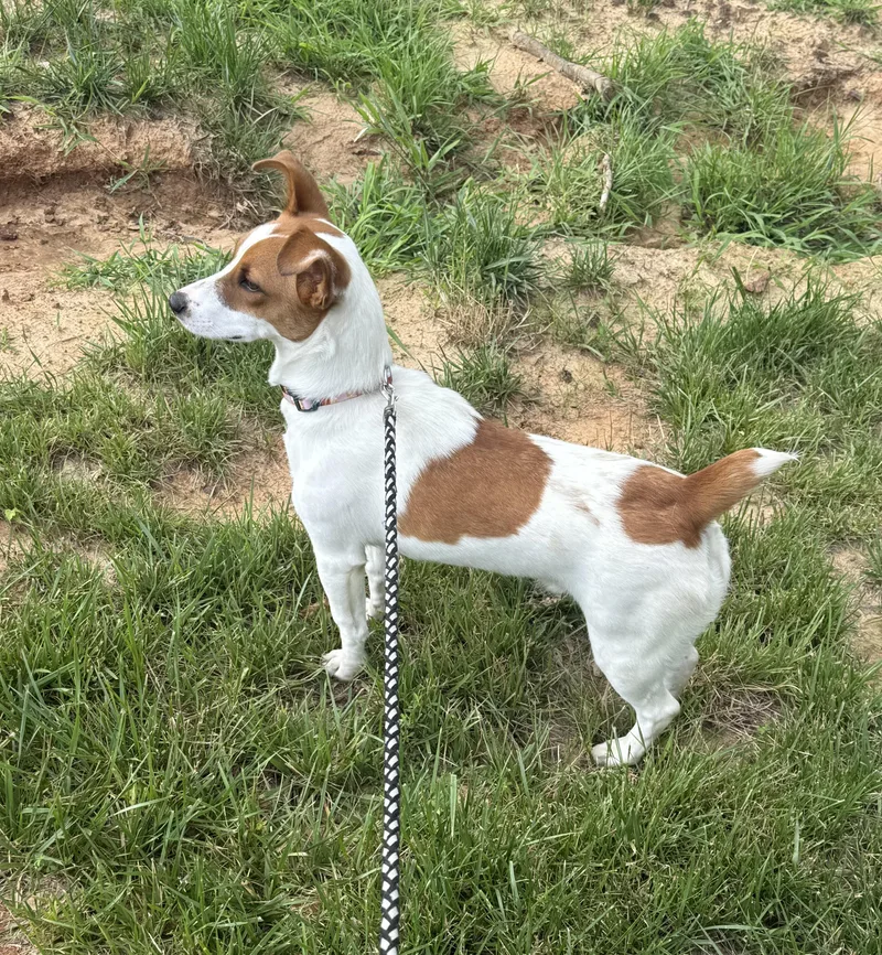 An adult medium-sized male Apricot / Beige Jack Russell Terrier dog named Quinn for adoption in Cordova, TN