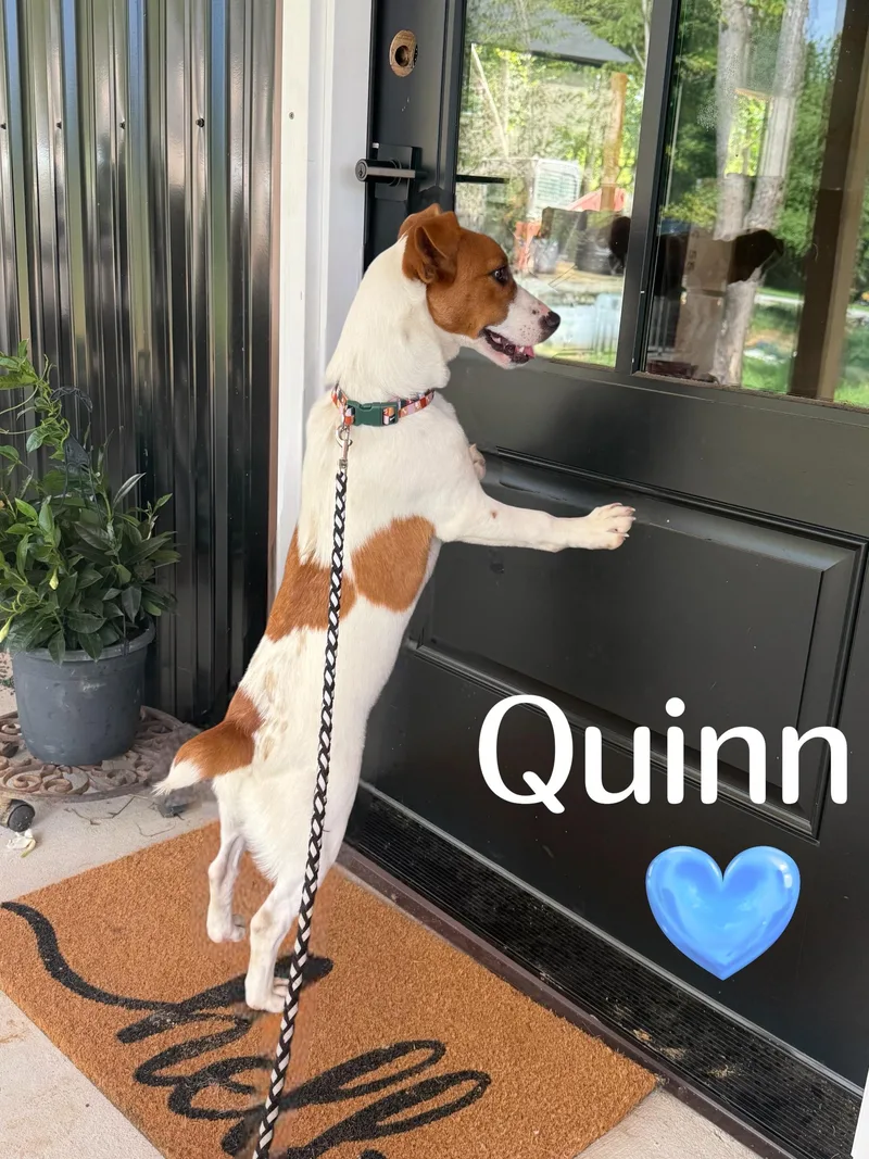 Quinn thumbnail 4