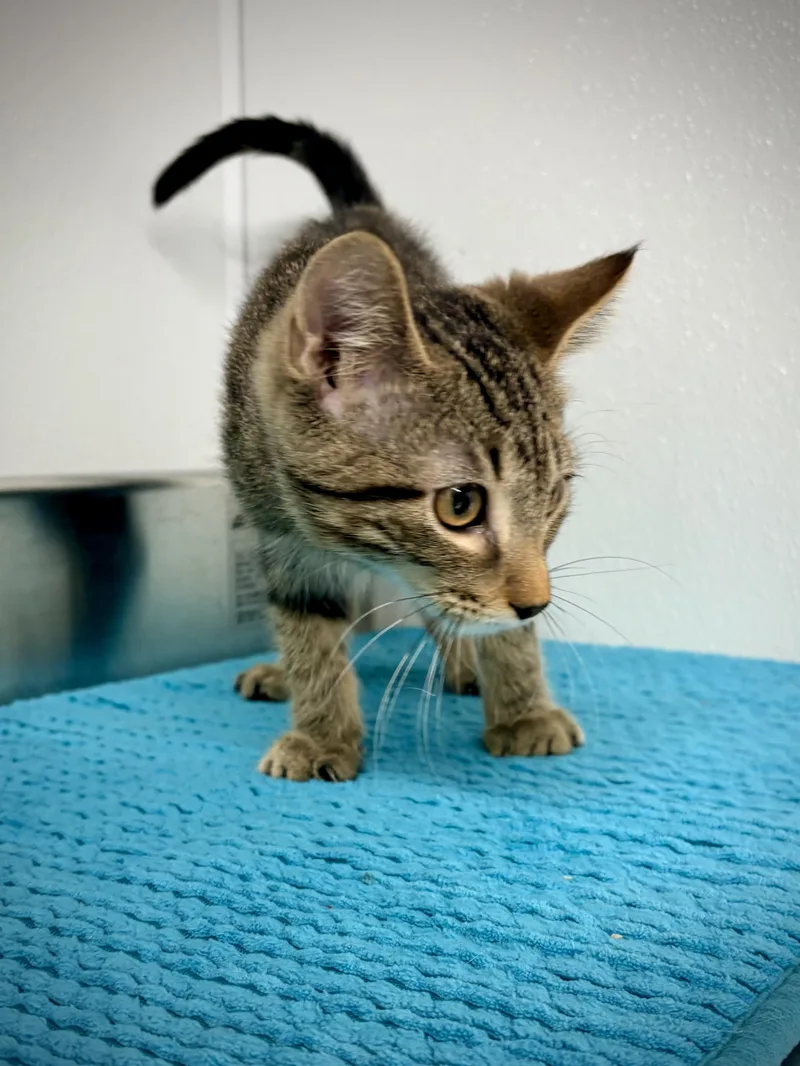 A baby small-sized male Tabby (Brown / Chocolate) Domestic Short Hair cat named Baby Tiger for adoption in Kalamazoo, MI