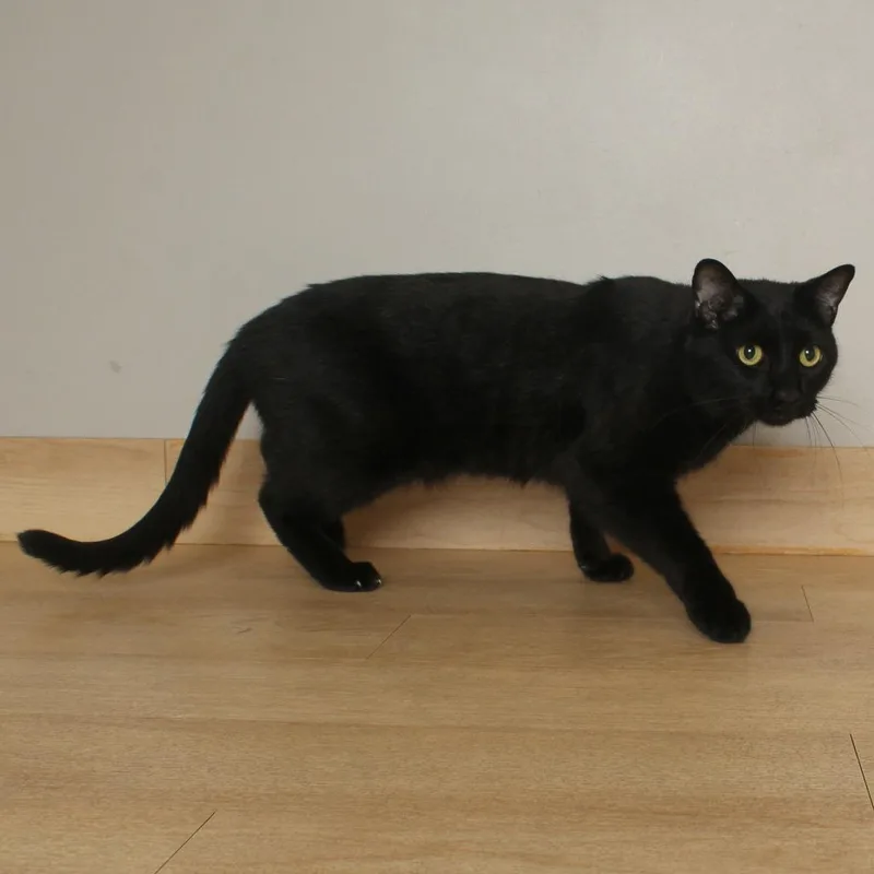 An adult large-sized male Black Domestic Short Hair cat named Vanta C for adoption in Minnetonka, MN