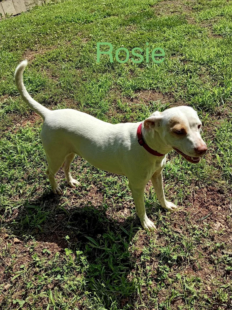 An adult medium-sized female American Staffordshire Terrier dog named Rosie for adoption in Welling, OK