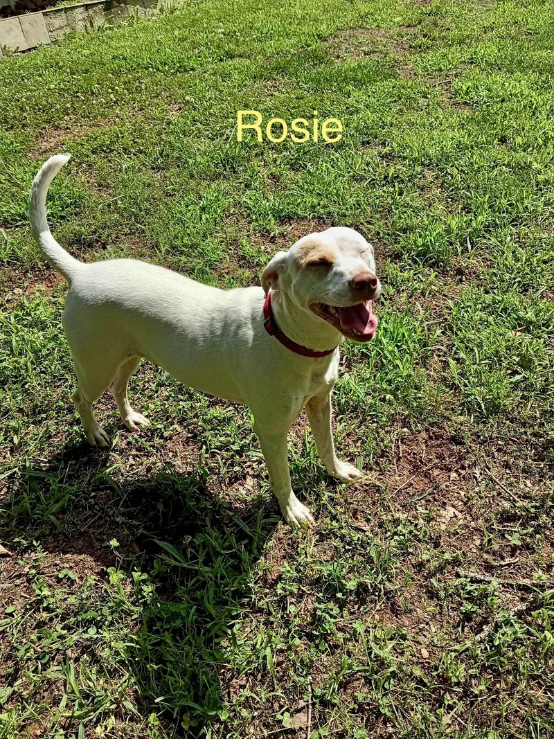 Rosie thumbnail 2