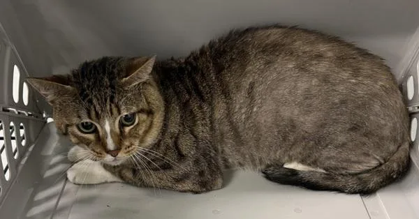 An adult small-sized male Domestic Short Hair cat named Pen  Felix for adoption in Lawrenceville, GA