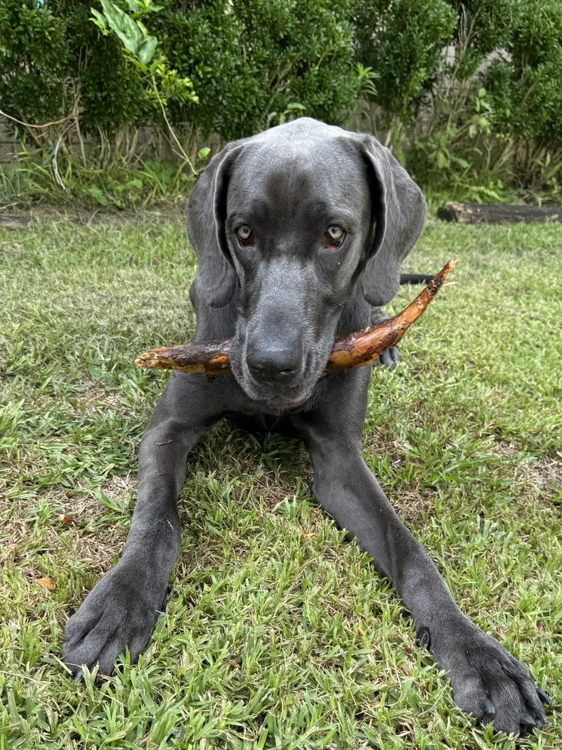 A young large-sized female Gray / Blue / Silver Great Dane dog named Evie for adoption in Alexandria, LA