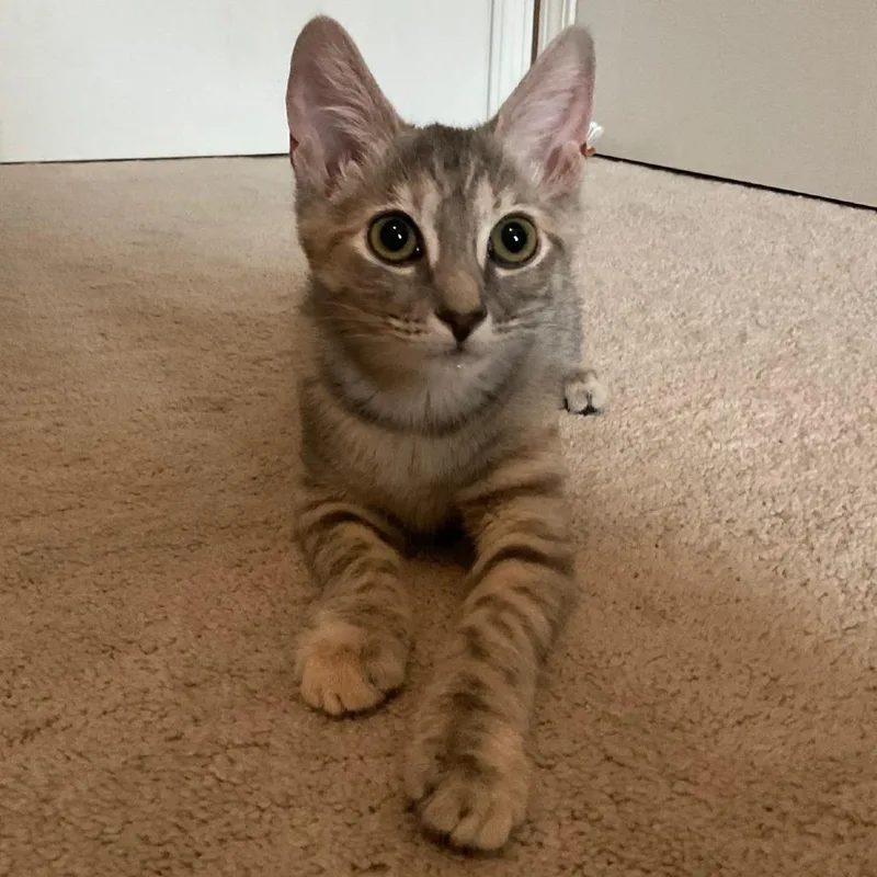 A baby small-sized female Calico Domestic Short Hair cat named Panko for adoption in Durham, NC