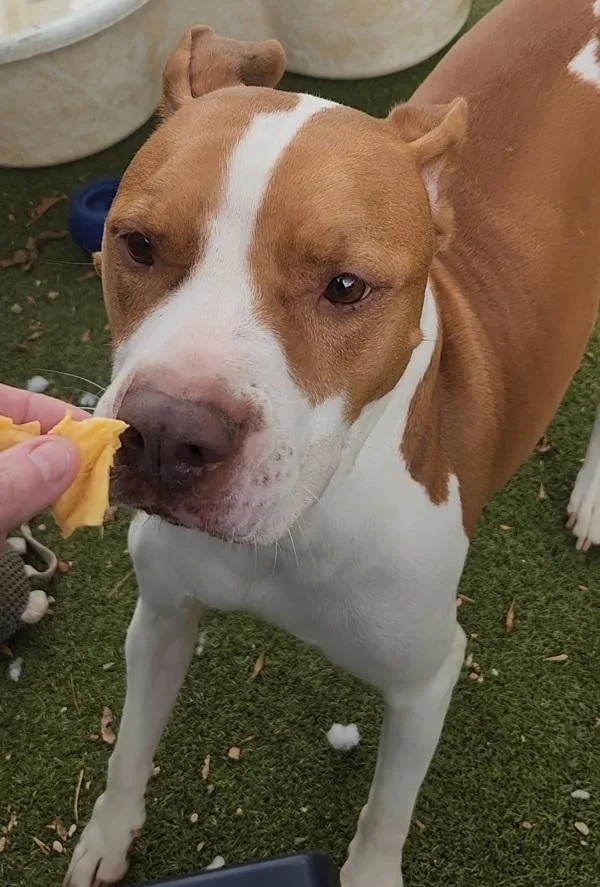 An adult large-sized female Mixed Breed dog named Mia for adoption in Austin, TX