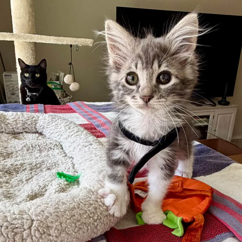 A baby medium-sized female Domestic Long Hair cat named Ophelia for adoption in Queen Creek, AZ