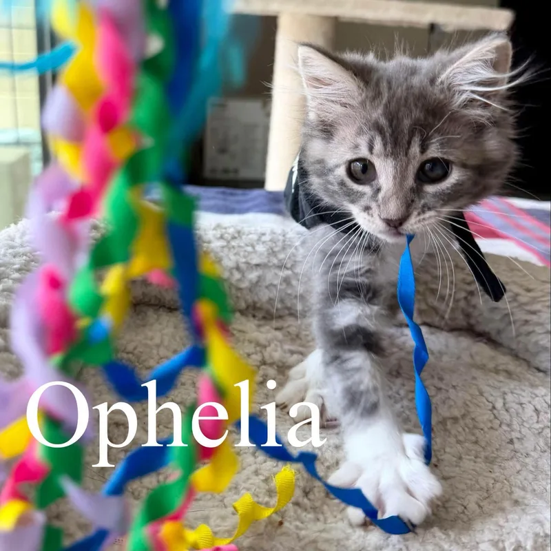 Ophelia thumbnail 2