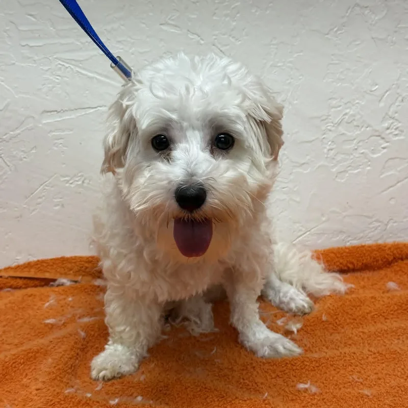 An adult small-sized female Maltipoo dog named Embla for adoption in Hartland, WI