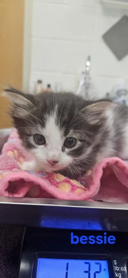 A baby small-sized female Domestic Short Hair cat named Bessie for adoption in Edgewood, NM