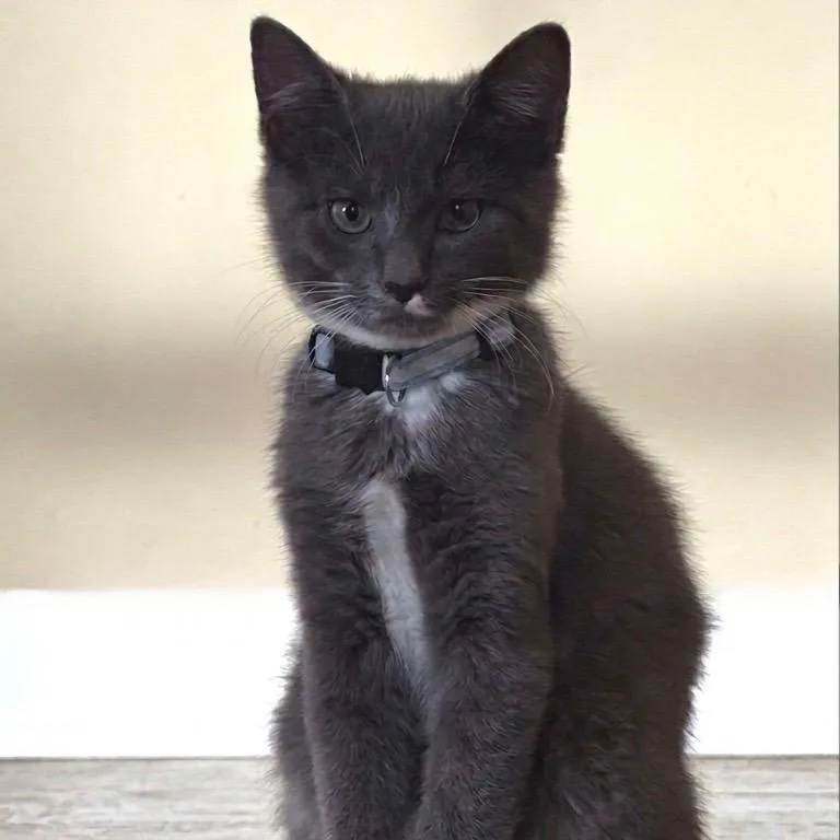 A baby medium-sized male Gray & White Domestic Short Hair cat named Cedar for adoption in Murfreesboro, TN