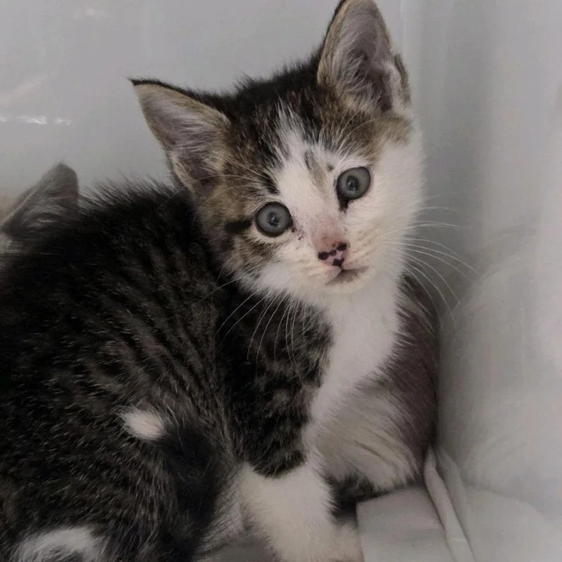 A baby small-sized female Brown / Chocolate Domestic Short Hair cat named Woogie for adoption in Branson, MO
