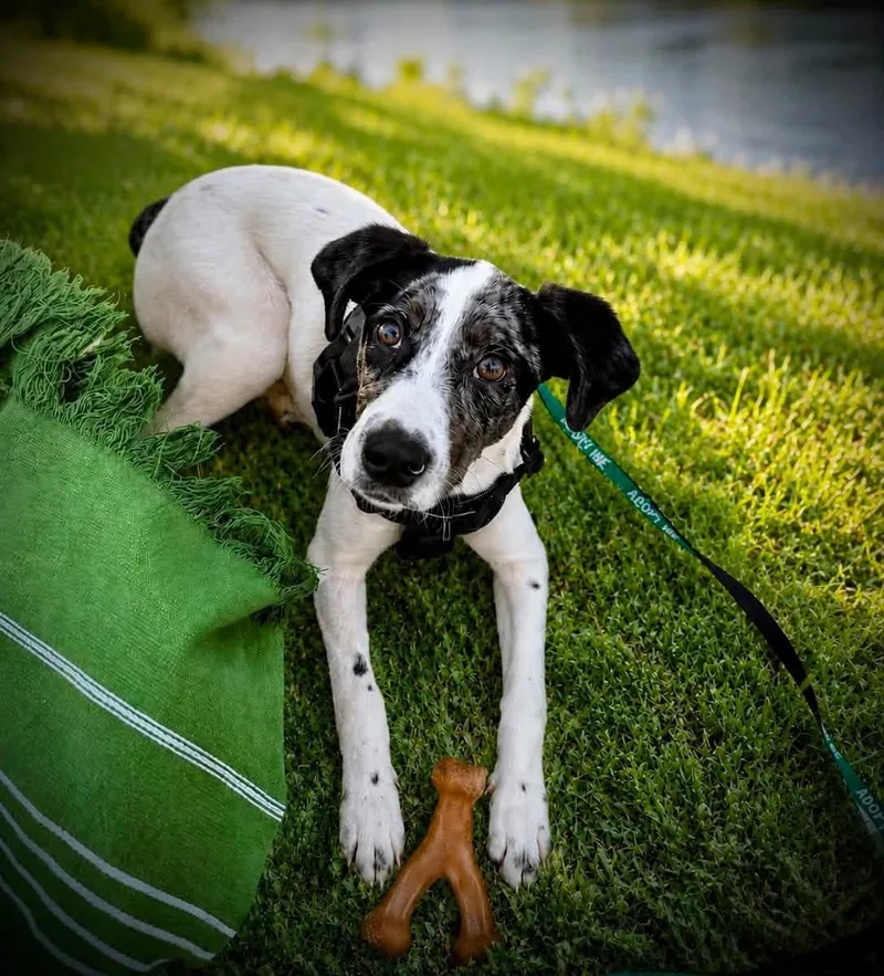 A baby medium-sized female English Springer Spaniel dog named Winnie for adoption in Schnecksville, PA