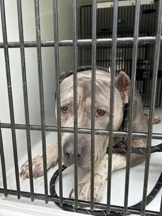 An adult large-sized female Mixed Breed dog named Zelly for adoption in Atlanta, GA