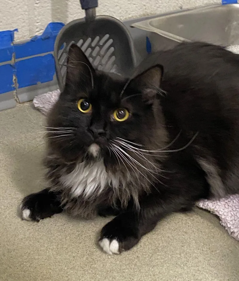 A young small-sized male Black Domestic Short Hair cat named Waylon for adoption in Alexandria, VA