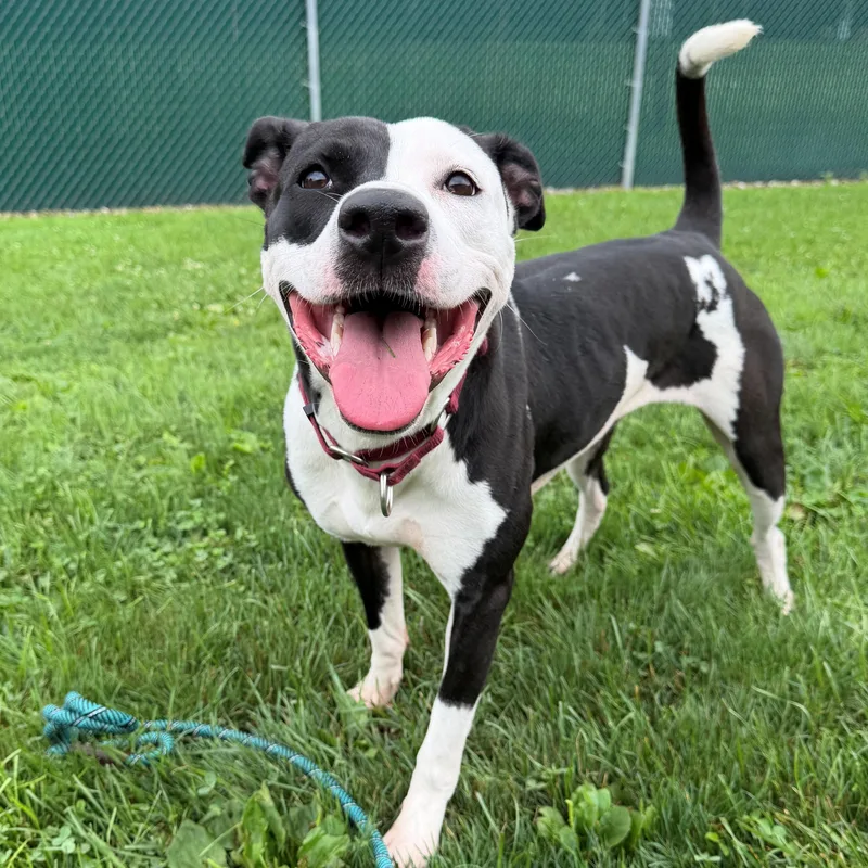 A young large-sized female Black Pit Bull Terrier dog named Remi for adoption in Vienna, OH