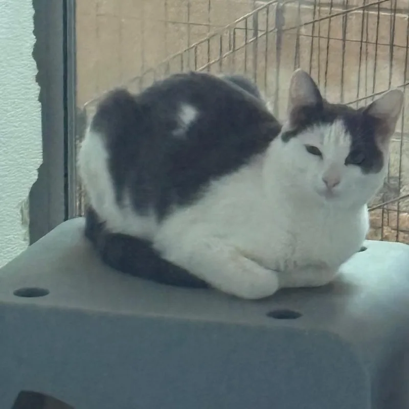 A young large-sized male Cream / Ivory American Shorthair cat named Spotty for adoption in Yuma, AZ
