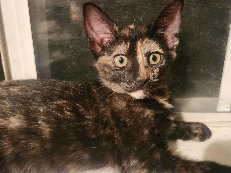 A baby small-sized female Tortoiseshell Domestic Short Hair cat named Opalite Sky for adoption in Dallas, TX