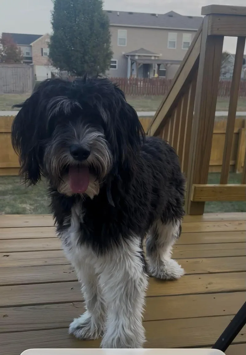 An adult medium-sized female Black Aussiedoodle dog named Beatrix for adoption in Warsaw, IN
