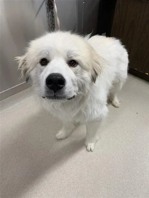 A young extra large-sized male Great Pyrenees dog named Zuma for adoption in Fairbanks, AK