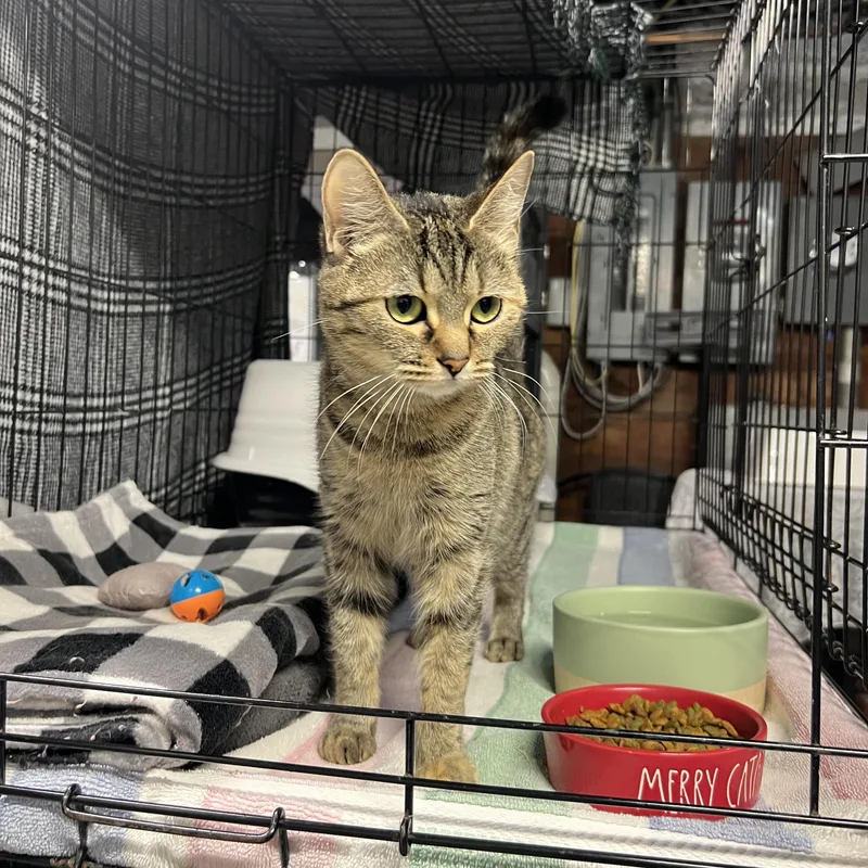 A young small-sized female Tabby cat named Bianca for adoption in Altoona, PA