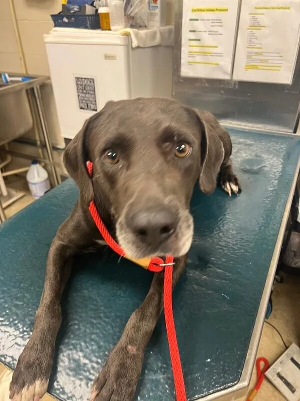 An adult medium-sized male Black Labrador Retriever dog named Tux for adoption in Mobile, AL