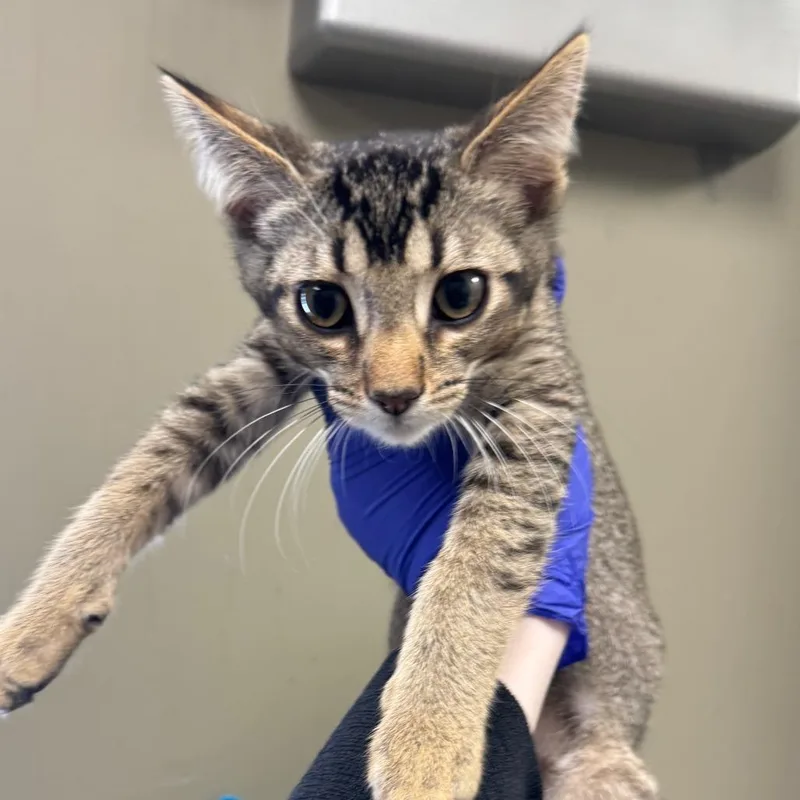 A baby small-sized male Brown / Chocolate Domestic Short Hair cat named The Pepe for adoption in West Olive, MI