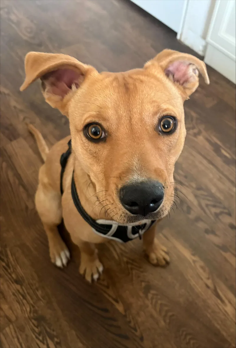A young medium-sized male Apricot / Beige Labrador Retriever dog named Skippy for adoption in Colorado Springs, CO