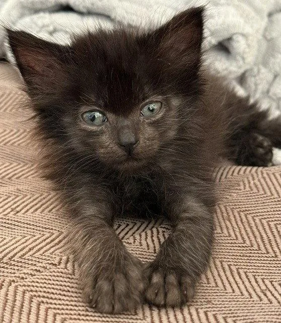 A baby medium-sized male Domestic Medium Hair cat named Santana for adoption in Candler, NC