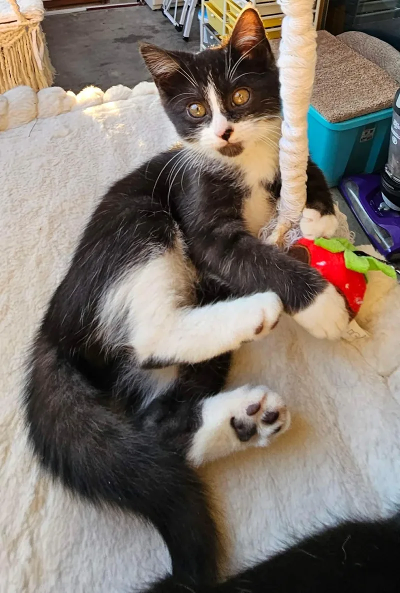 Pleakley thumbnail 2