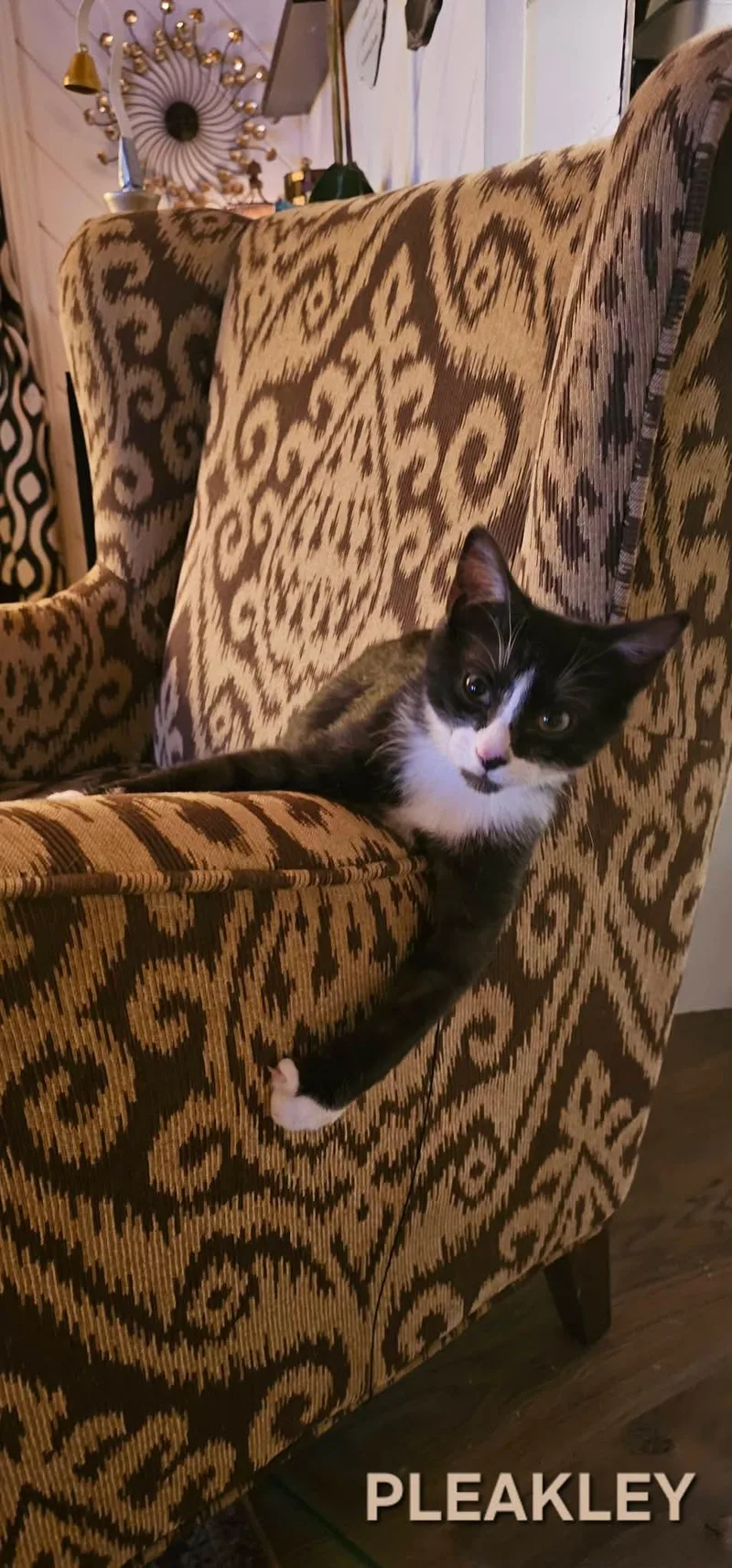 Pleakley thumbnail 3