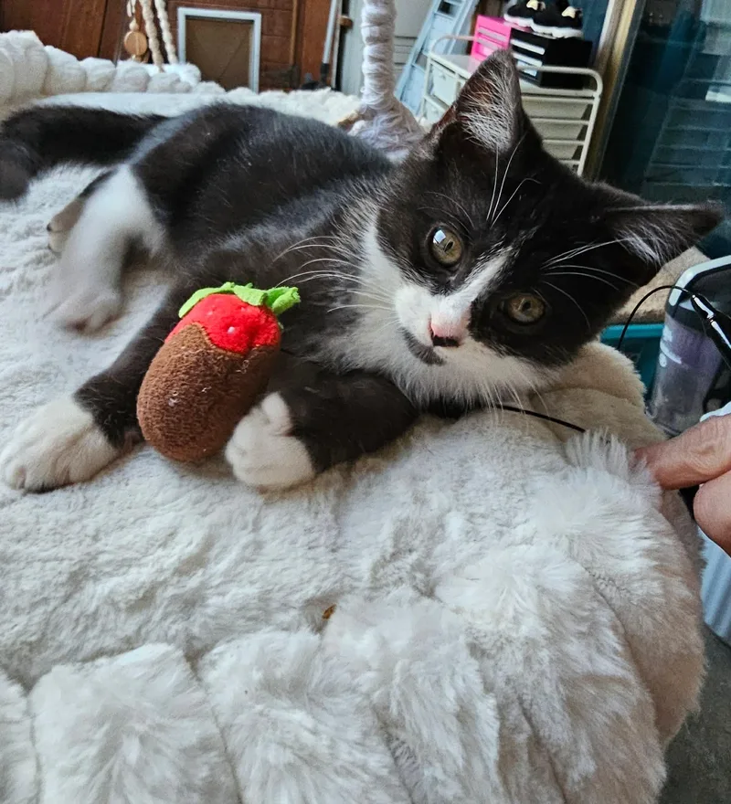 Pleakley thumbnail 4