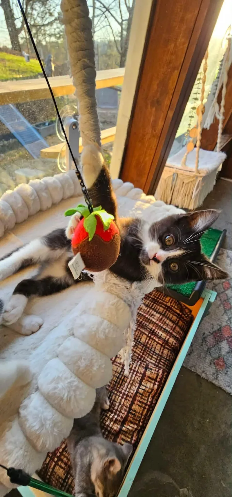 Pleakley thumbnail 5