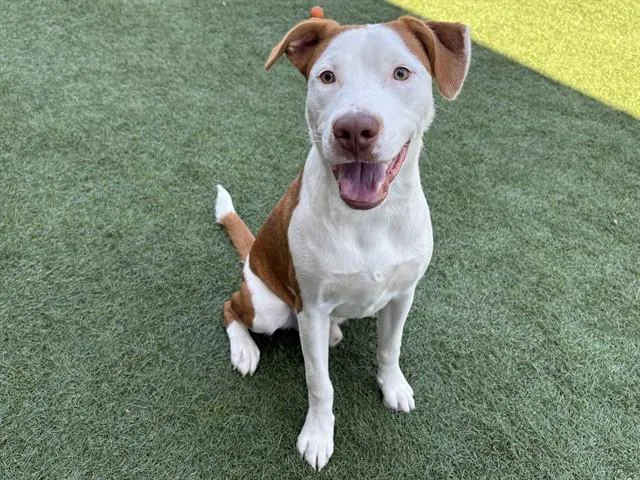 A young large-sized male Pit Bull Terrier dog named Melvin for adoption in Santa Clara, CA