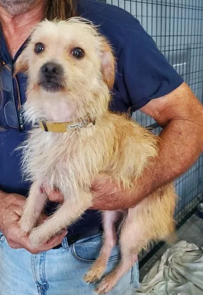 A baby medium-sized male Yellow / Tan / Blond / Fawn Terrier dog named Sherman for adoption in Fernandina Beach, FL