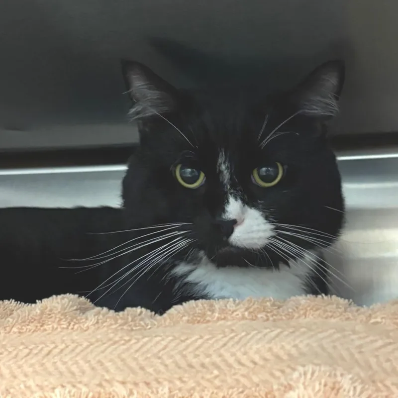 An adult large-sized male Black Domestic Short Hair cat named Meowth for adoption in Springfield, MA