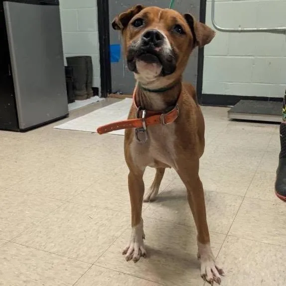 An adult medium-sized female Red / Chestnut / Orange Boxer dog named Lemon Pickle for adoption in Monroeville, AL